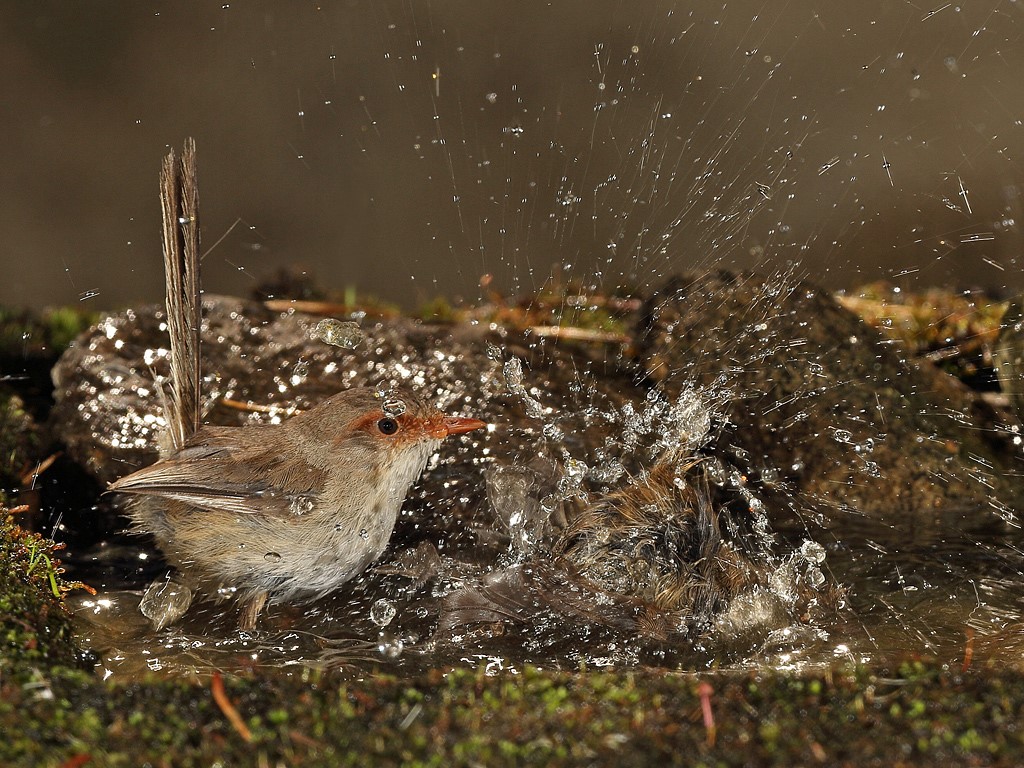 Superb Wren